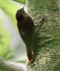 Glyphorynchus spirurus