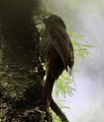 Glyphorynchus spirurus