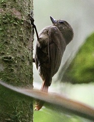 Glyphorynchus spirurus