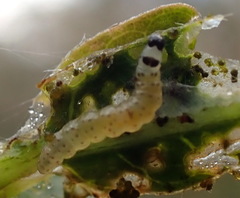 Herpetogramma bipunctalis