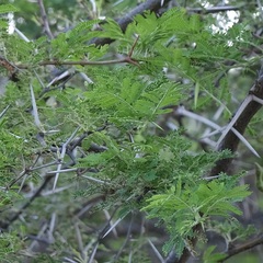 Vachellia tortuosa