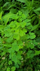 Oxalis stricta