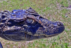 Caiman latirostris