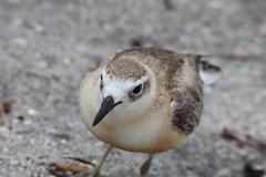 Charadrius obscurus aquilonius