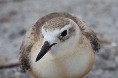 Charadrius obscurus aquilonius