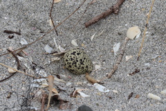Charadrius obscurus aquilonius