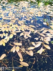 Potamogeton cheesemanii