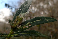 Herpetogramma bipunctalis