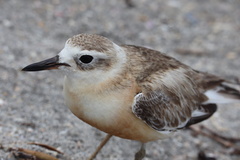 Charadrius obscurus aquilonius