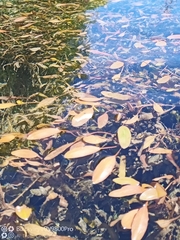 Potamogeton cheesemanii