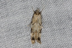Opsitycha squalidella