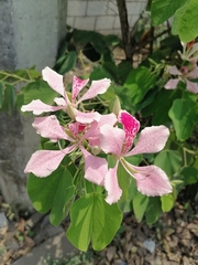 Bauhinia monandra