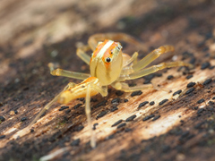 Viciria pavesii