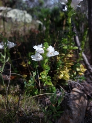 Prostanthera