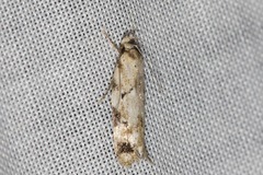 Opsitycha squalidella