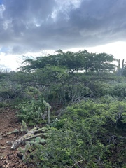 Vachellia tortuosa