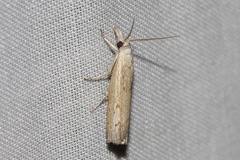 Culladia cuneiferellus