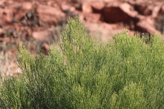 Baccharis sarothroides
