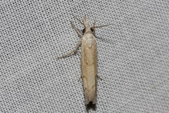 Culladia cuneiferellus