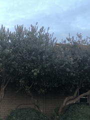 Pittosporum crassifolium