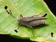 Phaesticus mellerborgi