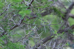 Vachellia tortuosa
