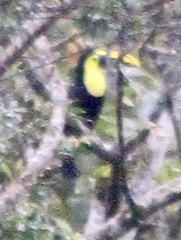 Ramphastos brevis