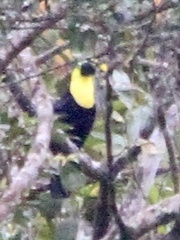 Ramphastos brevis