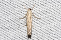 Culladia cuneiferellus