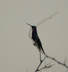 Heliomaster furcifer
