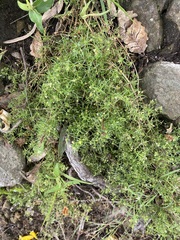 Arenaria