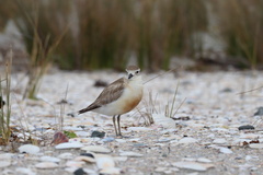 Charadrius obscurus aquilonius