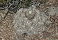 Coryphantha echinus