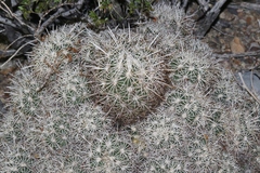 Coryphantha echinus