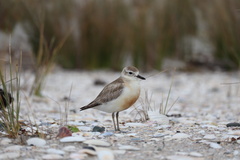 Charadrius obscurus aquilonius
