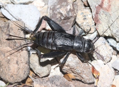 Gryllus transpecos