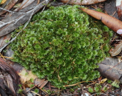 Rosulabryum