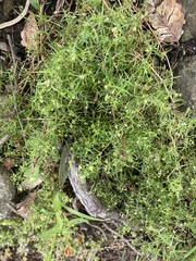 Arenaria