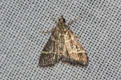 Scoparia spelaea