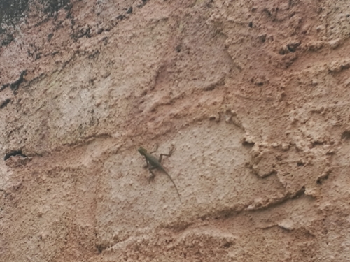 Gambia Agama, Agama weidholzi