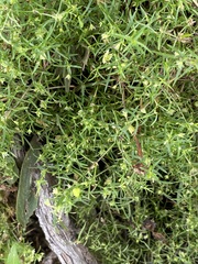 Arenaria