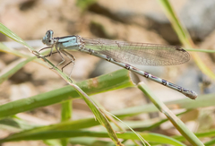 Argia alberta