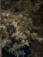 Platanus