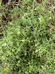 Arenaria