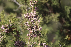Juniperus arizonica