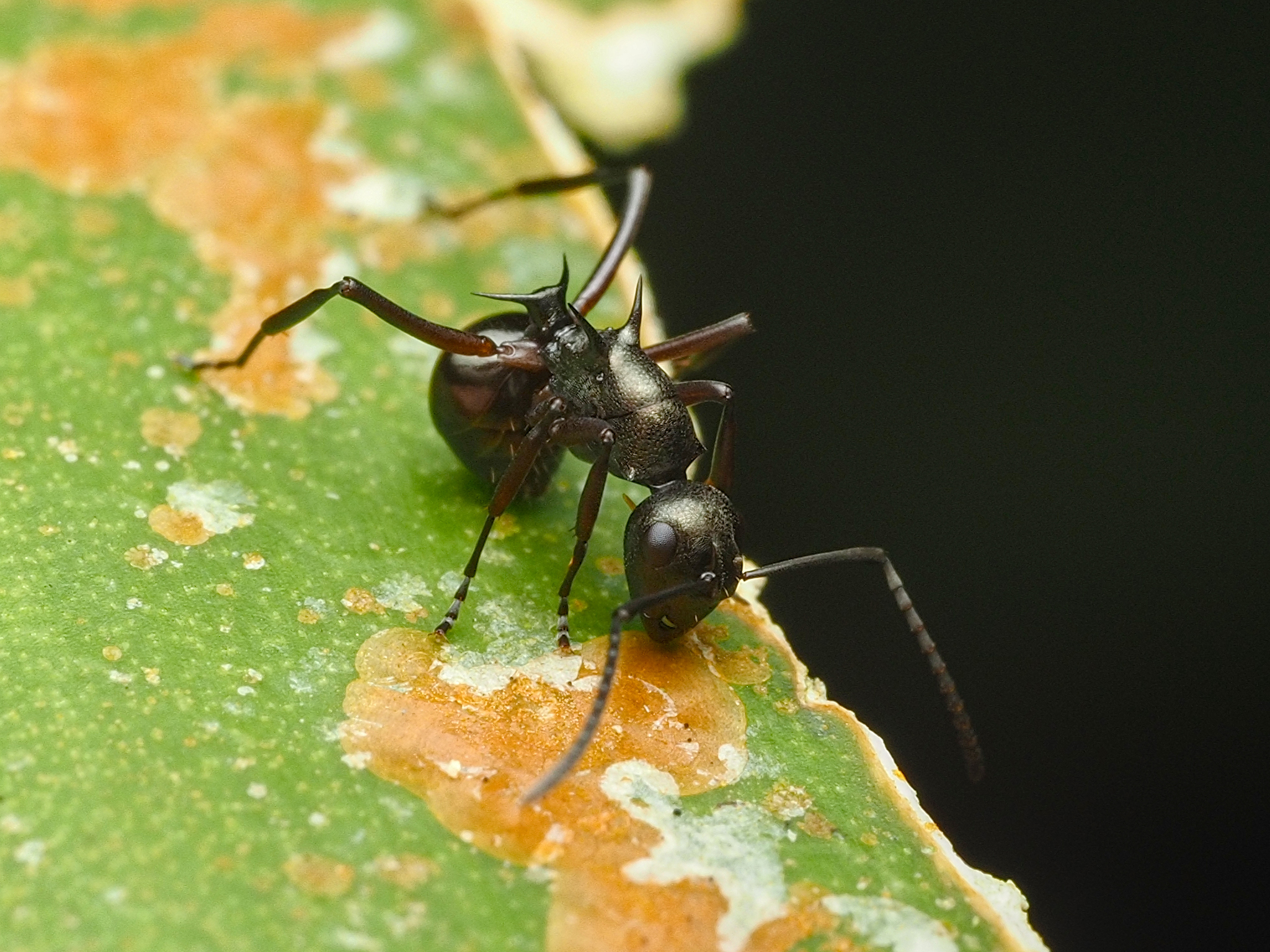 Polyrhachis modesta