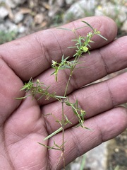 Arenaria