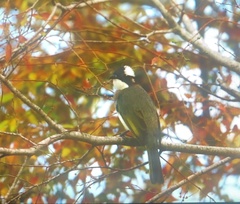 Pycnonotus sinensis formosae