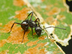 Polyrhachis modesta