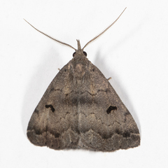 Phalaenostola hanhami